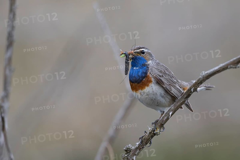 Bluethroat with prey, Texel, Netherlands