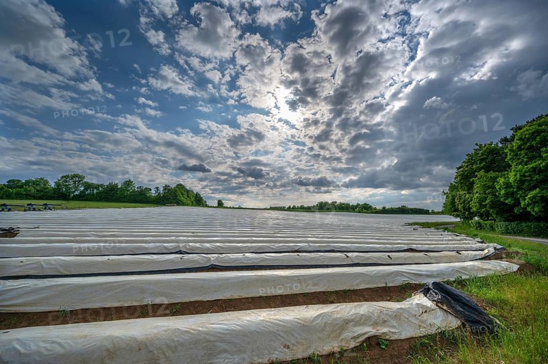 Asparagus field with white covering foil, cloudy sky, Eckental, Middle Franconia, Bavaria, Germany, Europe