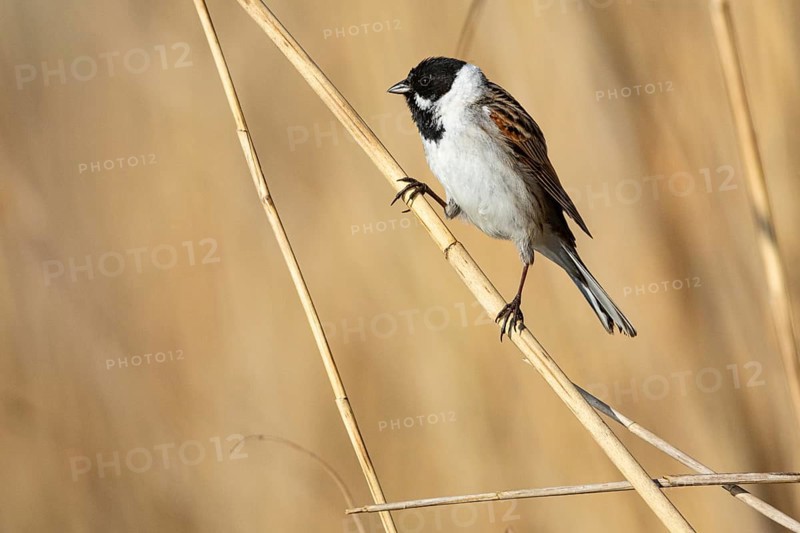 Reed bunting (Emberiza schoeniclus) ml Germany