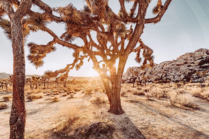 Woman at sunset in Joshua Tree National Park