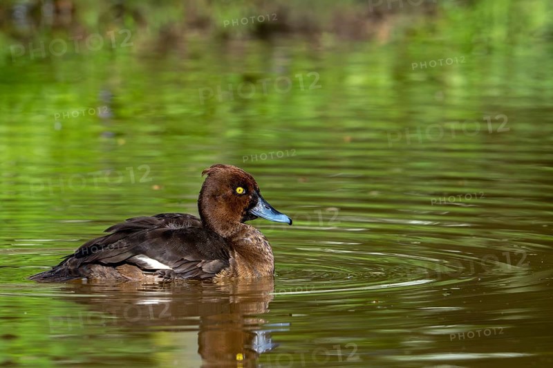 Tufted duck, tufted pochard (Aythya fuligula, Anas fuligula) adult female swimming in pond in spring