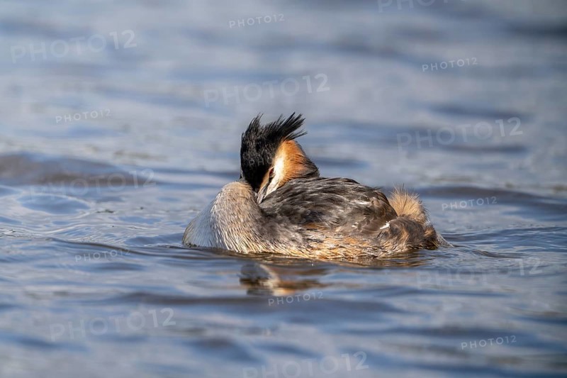 Great Crested Grebe (Podiceps Scalloped ribbonfish), Vulkaneifel, Rhineland-Palatinate, Germany, Europe