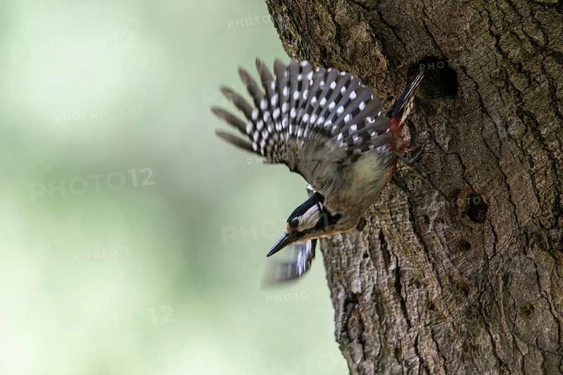 Great spotted woodpecker (Dendrocopos major), taking off, Emsland, Lower Saxony, Germany, Europe