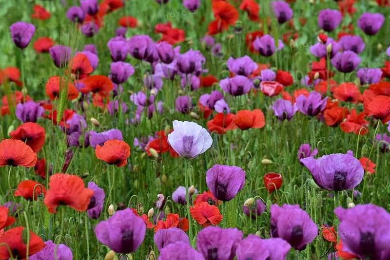 Field with poppies, red poppy (Papaver somniferum) and pink poppy, Bavaria, Germany, Europe