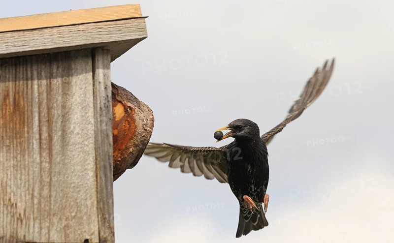 Starling (Sturnus vulgaris) flies to the nesting box in the garden with chokeberry (Aronia) in its beak, Allgäu, Bavaria, Germany, Allgäu, Bavaria, Germany, Europe