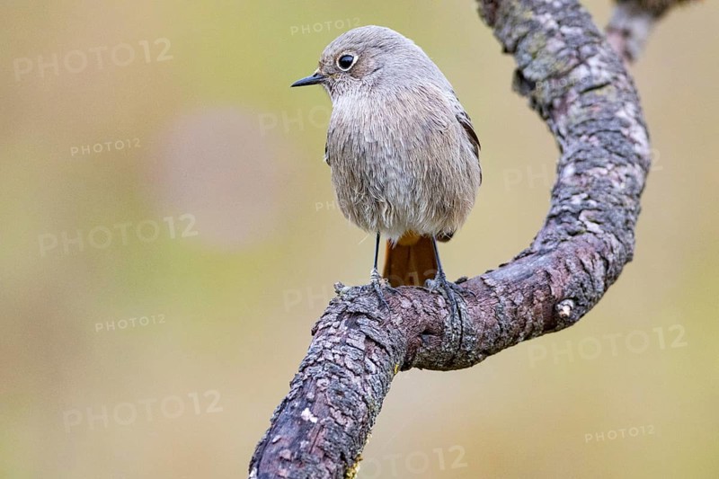 Black redstart (Phoenicurus ochruros) Germany