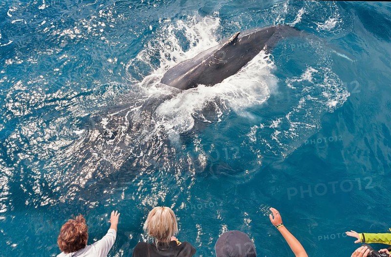 People on boat watching Humpback whale (Megaptera novaeangliae), Hervey Bay, Queensland, Australia, Oceania