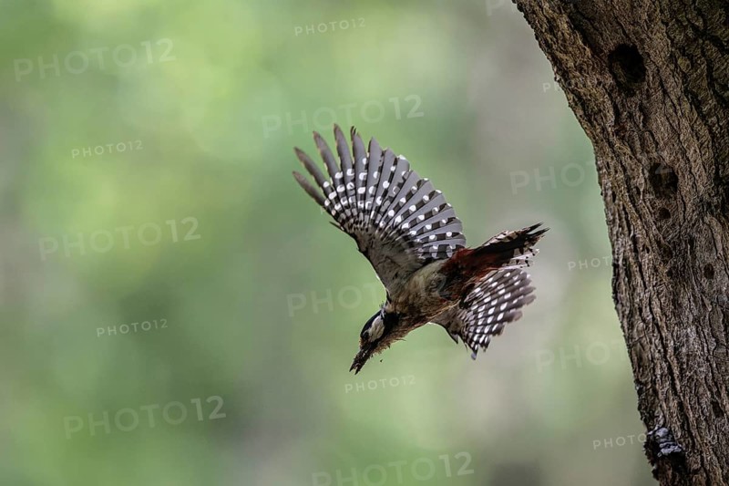 Great spotted woodpecker (Dendrocopos major), taking off, Emsland, Lower Saxony, Germany, Europe
