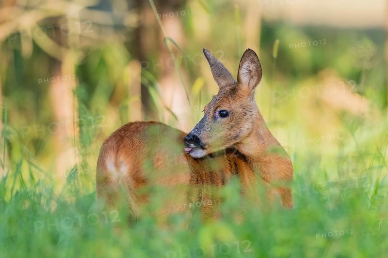 Roe deer (Capreolus capreolus) standing on a meadow, Hesse, Germany, Europe