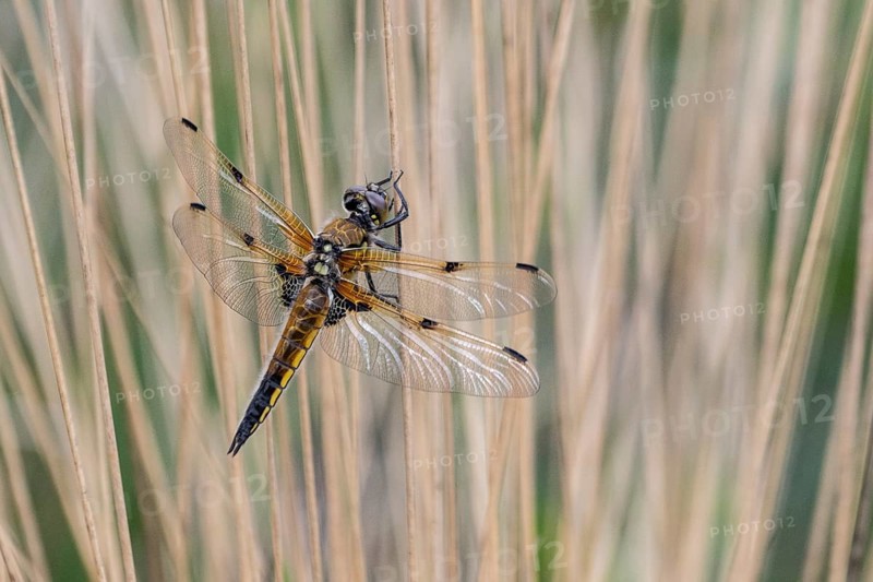 Four-spotted dragonfly (Libellula quadrimaculata), Emsland, Lower Saxony, Germany, Europe