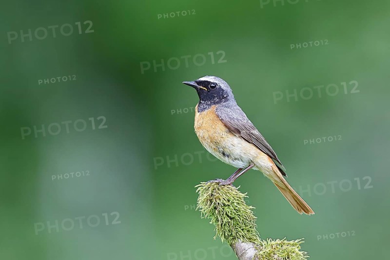 Redstart (Phoenicurus phoenicurus), male on a mossy branch, songbird, wildlife, Siegerland, North Rhine-Westphalia, Germany, Europe