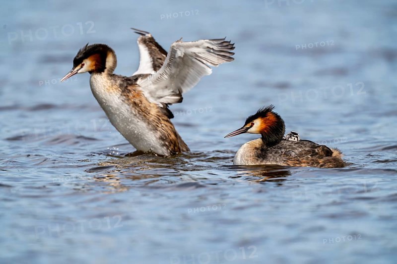 Great Crested Grebe (Podiceps scalloped ribbonfish), with chicks on its back, Vulkaneifel, Rhineland-Palatinate, Germany, Europe