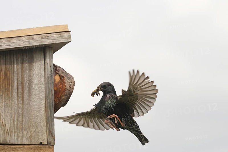 Starling (Sturnus vulgaris) flies to the nesting box in the garden with food in its beak, Allgäu, Bavaria, Germany, Allgäu, Bavaria, Germany, Europe