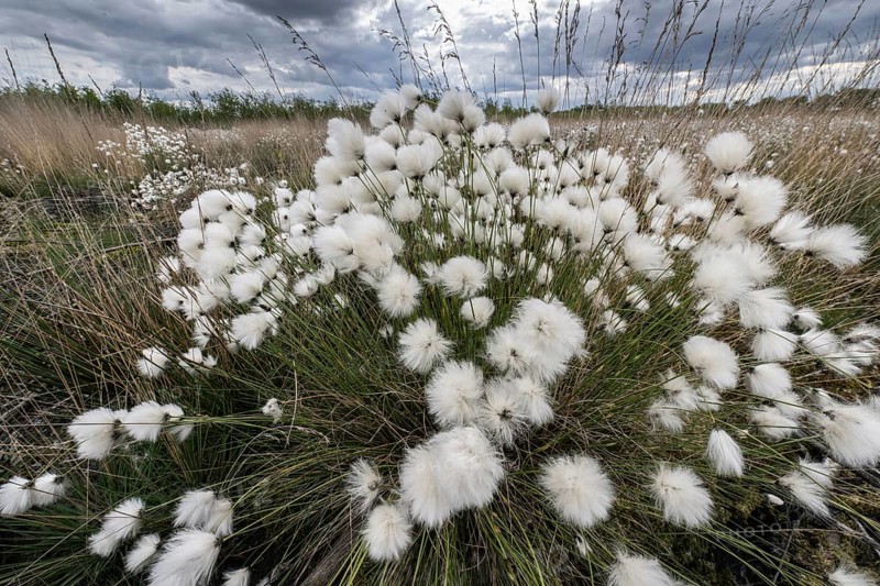 Sheath cottongrass (Eriophorum angustifolium), Emsland, Lower Saxony, Germany, Europe