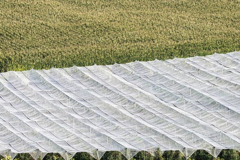 Apple orchard, fruit orchard, partly protected with hail netting, near moated castle on Lake Constance, Allgäu, Swabia, Bavaria, Germany, Europe