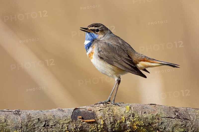 Bluethroat (Luscinia svecica cyanecula) ml Germany