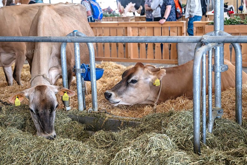 Dairy cows Jersey