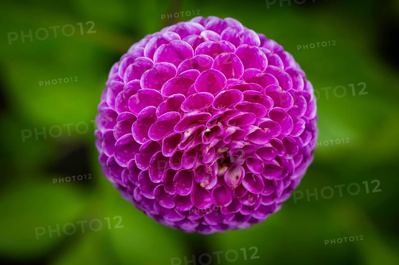 Pink ball or pompom dalhie, Inverewe Gardens, Poolewe, Loch Ewe, Highlands, Highlands, Scotland, Great Britain