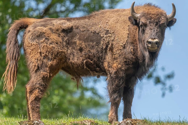 Bison (Bison), game park, Bavaria, Germany, Europe