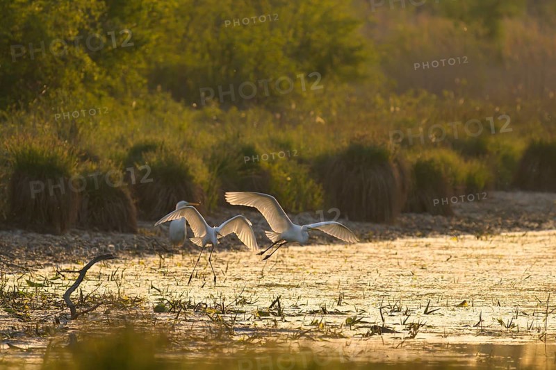 Great White Egret (Ardea alba), flying, morning mood, backlight, Lower Austria