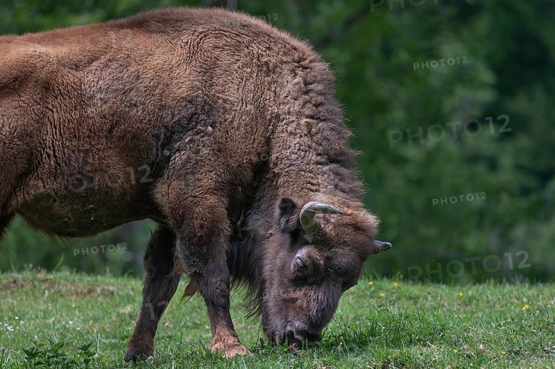 Bison (Bison), game park, Bavaria, Germany, Europe