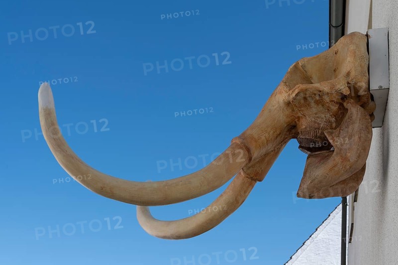 Mammoth skull on a house, Gößweinstein, Upper Franconia, Bavaria, Germany, Europe