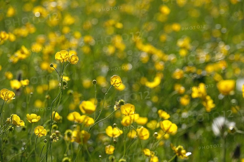 Flower meadow, buttercup (Ranunculus acris), May, Germany, Europe