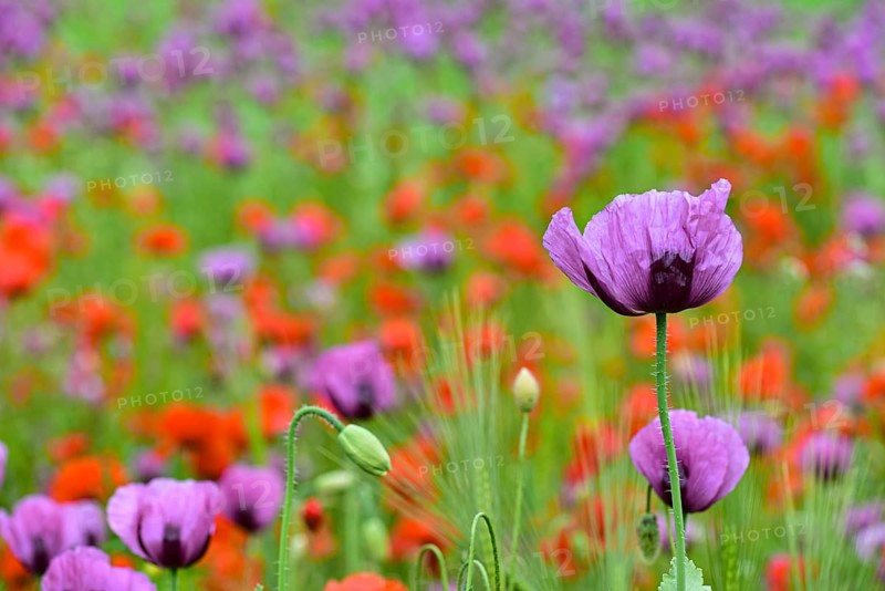 Field with poppies, red poppy (Papaver somniferum) and pink poppy, Bavaria, Germany, Europe
