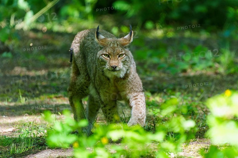 A lynx in the shade of a forest, alert and crouched. The surroundings are green and full of plants, Lynx, (Lynx lynx), Eurasian lynx, Germany, Europe