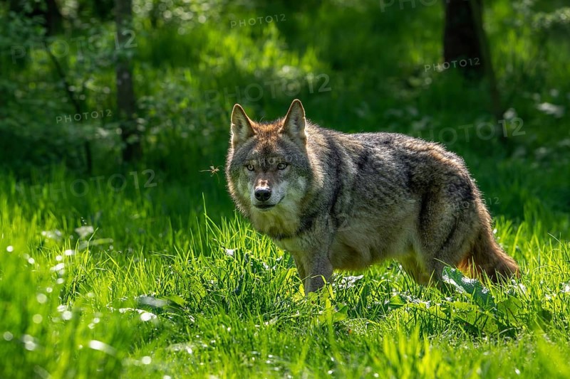 Curious Eurasian wolf, European grey wolf (Canis lupus lupus) looking at crane fly in grassland at edge of forest
