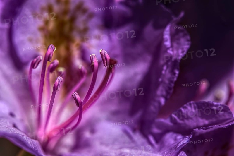 Macro photograph of a purple flower, rhododendron with clearly visible stamens, Siegen