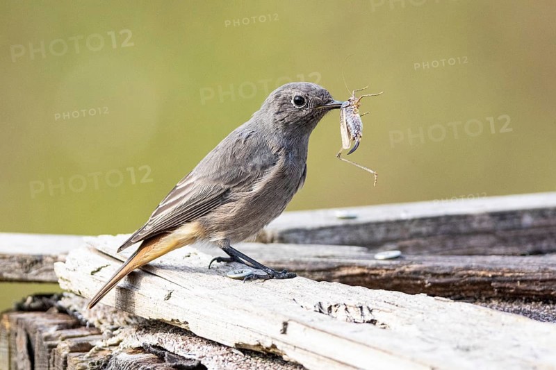 Black redstart (Phoenicurus ochruros) Germany
