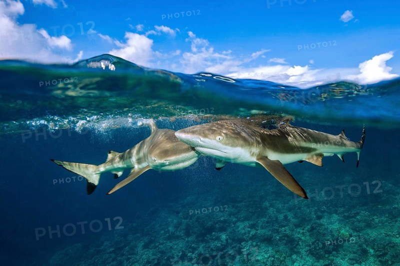 Half-and-half shot half and half shot split shot of group of blacktip reef sharks (Carcharhinus amblyrhynchos) swimming blacktip reef shark swimming just below sea surface water surface with waves, coral reef below, Pacific Ocean