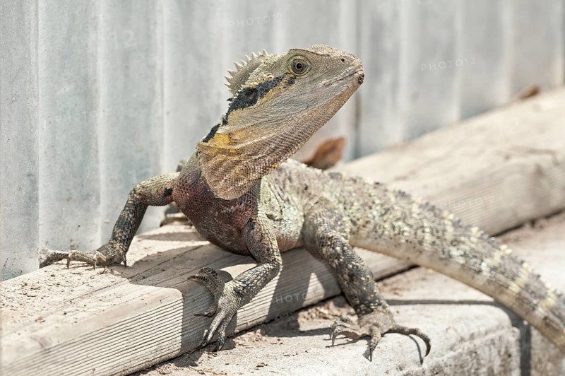 Australian Eastern water dragon (Physignathus lesueurii), Brisbane, Queensland, Australia, Oceania