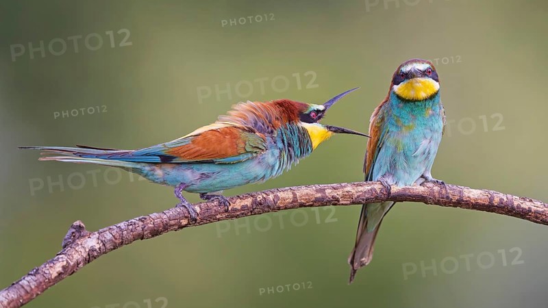 Bee-eater (Merops apiaster) pair, interaction, male, female, breeding, courtship, Middle Elbe River Landscape, Middle Elbe Biosphere Reserve, Saxony-Anhalt, Germany, Europe