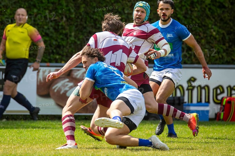 Rugby 1st Bundesliga South/West, Season 2024/25, Matchday 14: SC Neuenheim vs RSV Köln