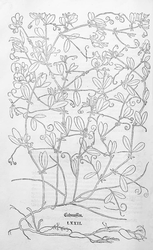 Tuberous pea, ground acorn, field nut (Lathyrus tuberosus), woodcut by Leonhart Fuchs, from New Kreüterbuch, neues Kräuterbuch, Michael Isingrin, Basel, Switzerland, 1543, Europe