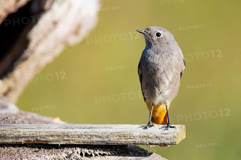 Black redstart (Phoenicurus ochruros) Germany