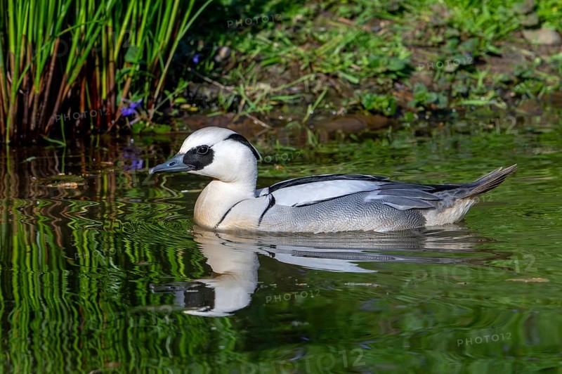 Smew (Mergellus albellus, Mergus albellus) male swimming in pond in spring