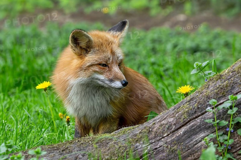 Red fox (Vulpes vulpes) looking at dandelion flower in grassland, meadow at edge of forest