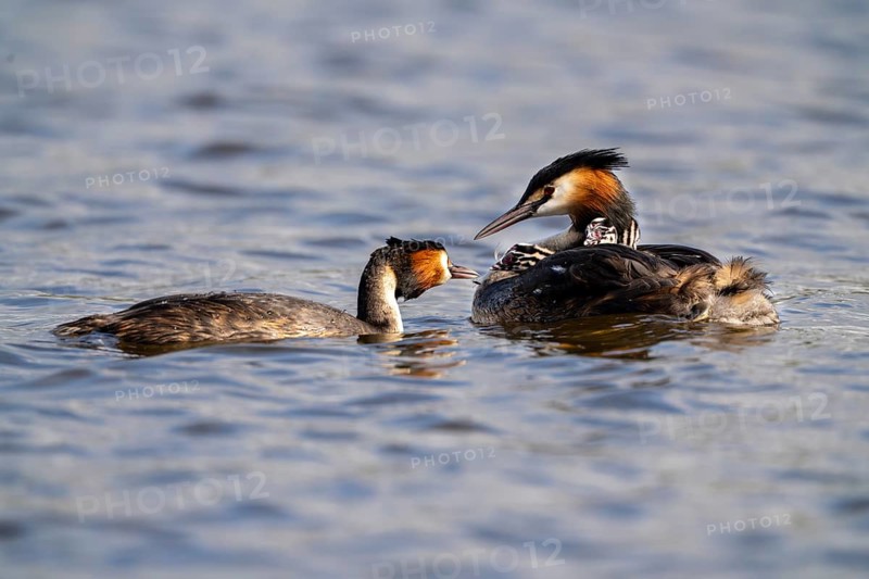 Great Crested Grebe (Podiceps Scalloped ribbonfish), pair, with chicks on their backs during feeding, Vulkaneifel, Rhineland-Palatinate, Germany, Europe