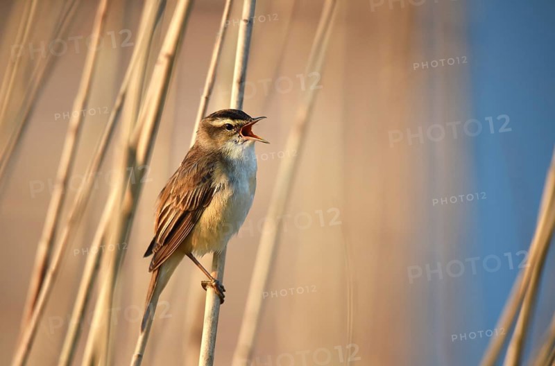 Reed warbler singing in the reeds, Schleswig-Holstein, Germany, Europe