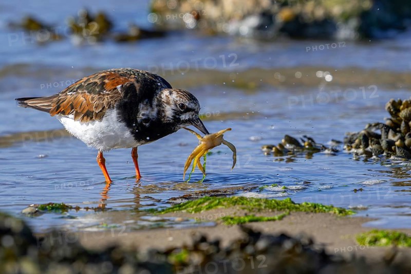 Ruddy turnstone (Arenaria interpres) adult in breeding plumage with caught crab prey in beak on beach along the North Sea coast in spring