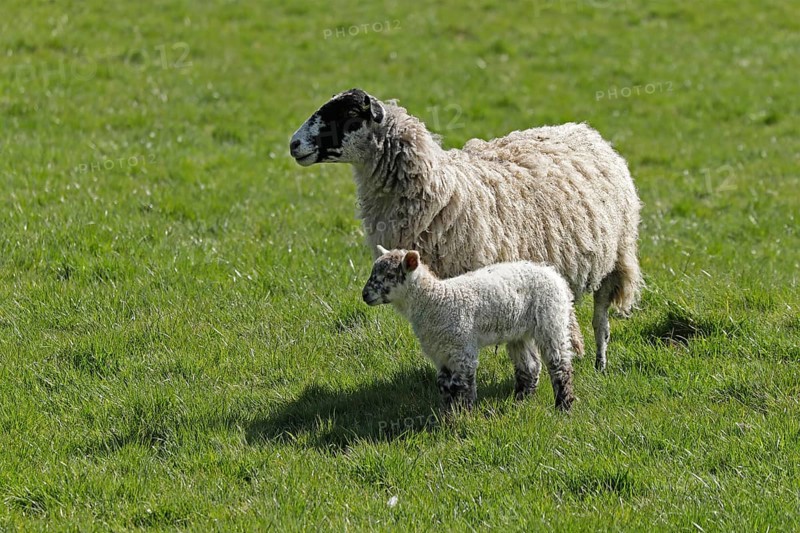 Ewe and lamb on pasture, Chipping Campden, The Cotswolds, England, Great Britain