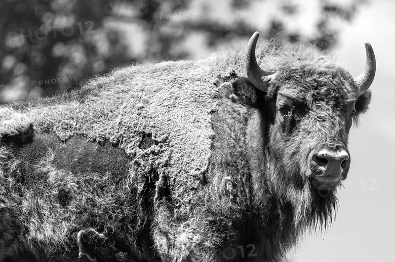 Bison (Bison), game park, Bavaria, Germany, Europe