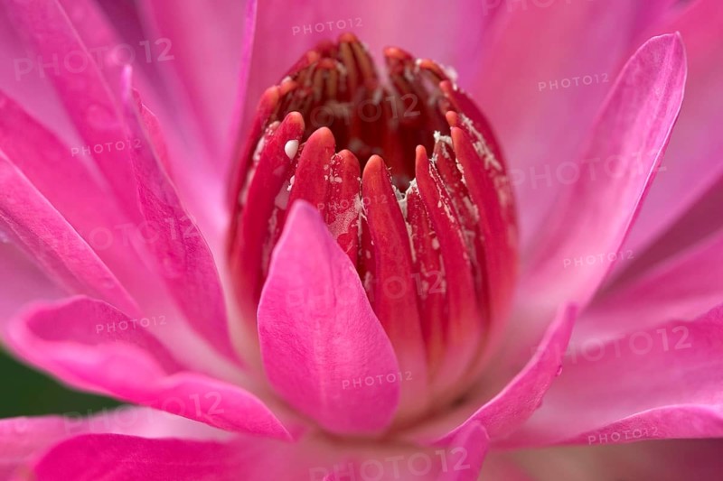 Water lily (Nymphaea) 'St. Louis