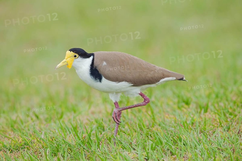 Masked Lapwing (Vanellus miles), Brisbane, Queensland, Australia, Oceania