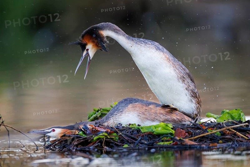 Great Crested Grebe (Podiceps cristatus), Germany, Europe