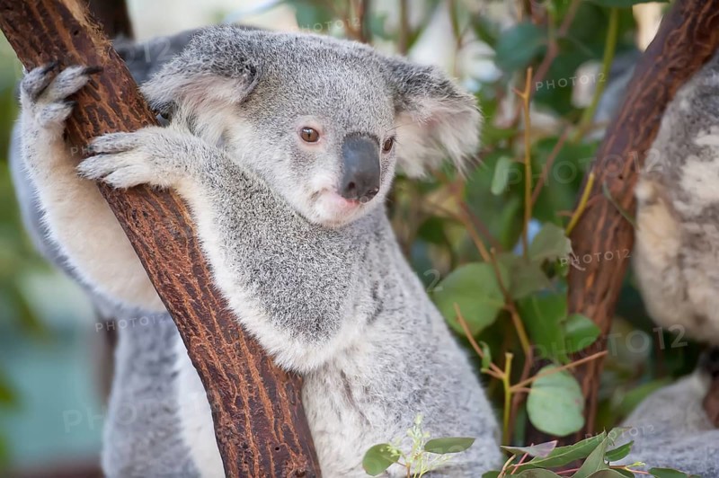 Koala (Phascolarctos Cinereous), Brisbane, Queensland, Australia, Oceania