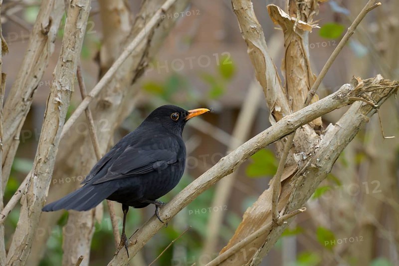 Blackbird (Turdus merula), branch, bushes, Lower Austria